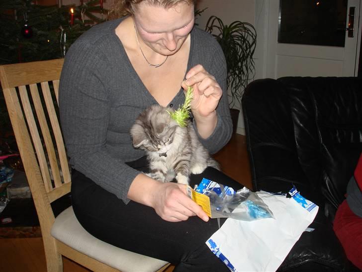 Norsk Skovkat Nova billede 2