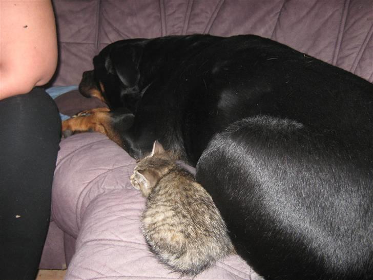 Huskat lille misty billede 2