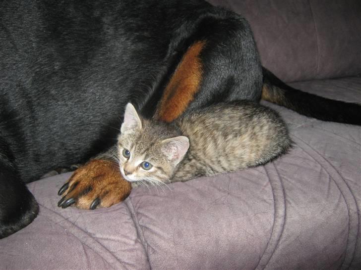 Huskat lille misty billede 3