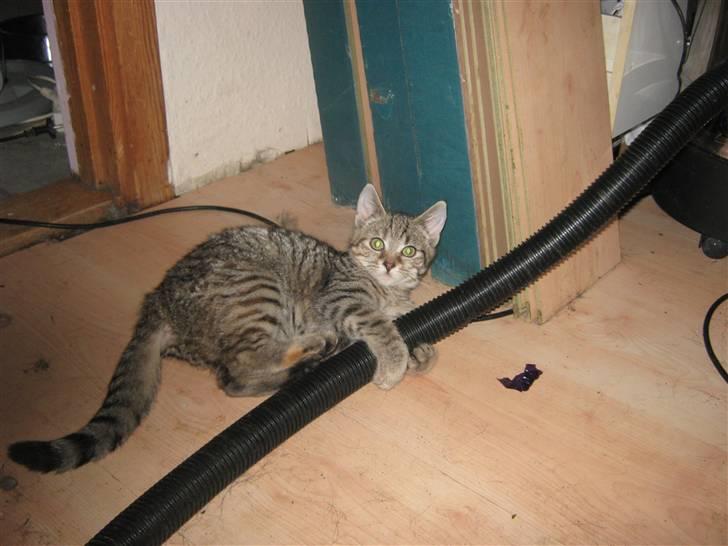 Huskat lille misty billede 4