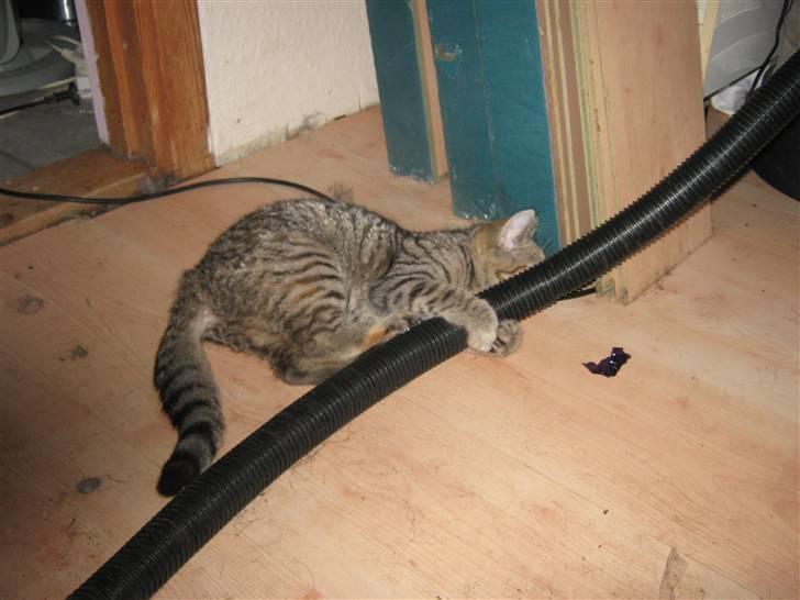 Huskat lille misty billede 5