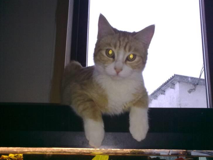 Huskat Theodor  d. 3 billede 1