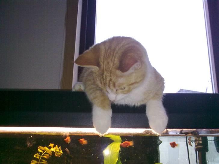 Huskat Theodor  d. 3 billede 2