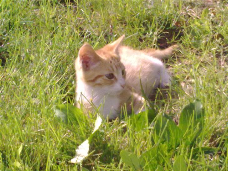 Huskat Theodor  d. 3 billede 3