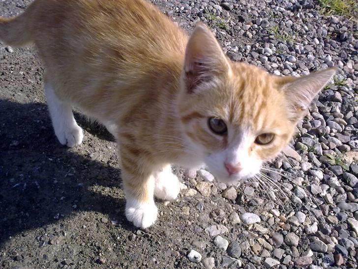 Huskat Theodor  d. 3 billede 4