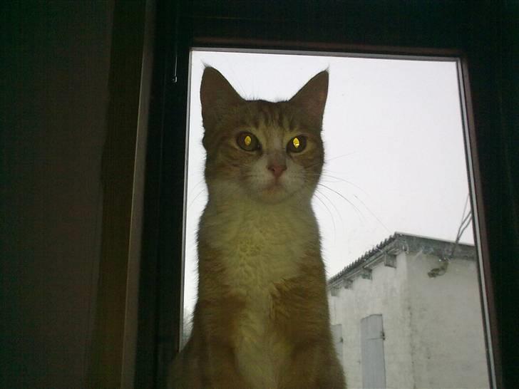 Huskat Theodor  d. 3 billede 5