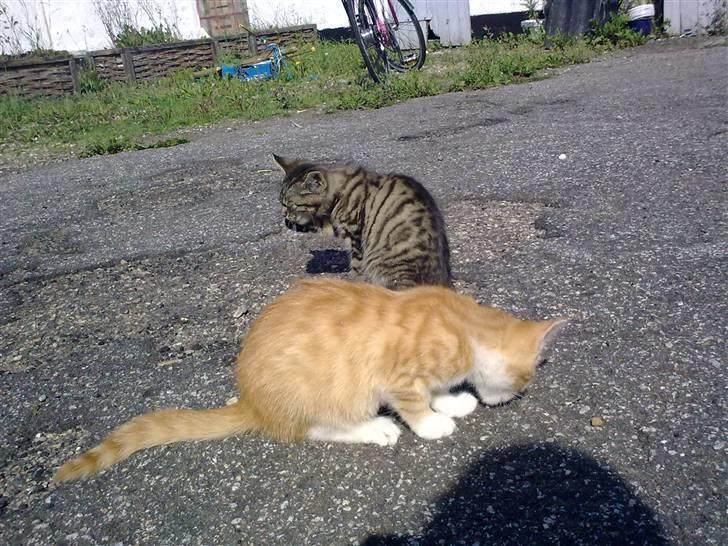 Huskat Theodor  d. 3 billede 6