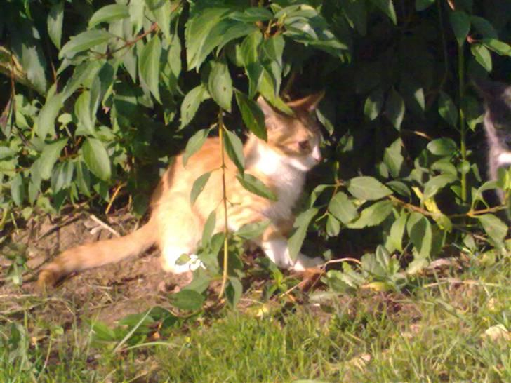 Huskat Theodor  d. 3 billede 7