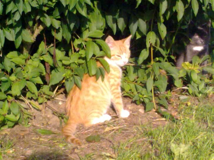 Huskat Theodor  d. 3 billede 8