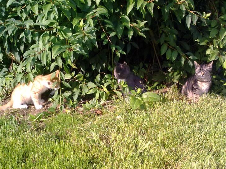 Huskat Theodor  d. 3 billede 9