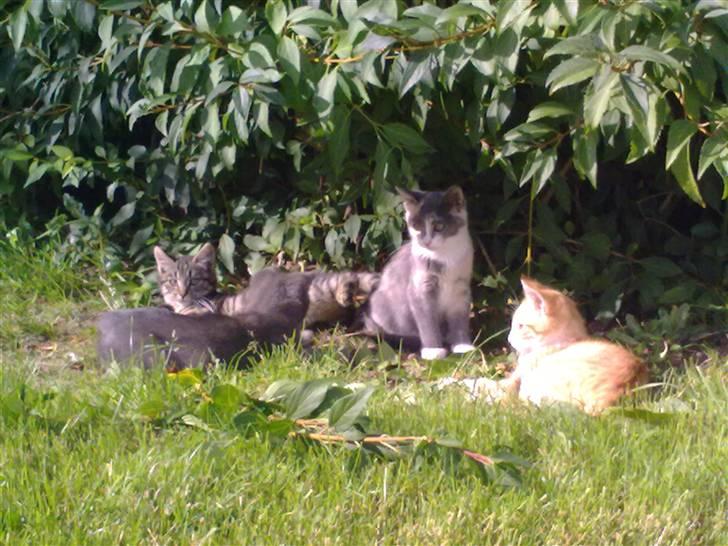 Huskat Theodor  d. 3 billede 10