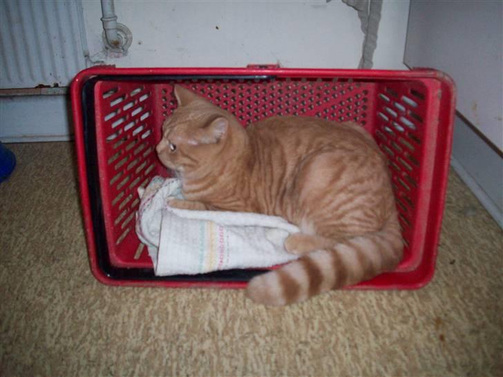 British Shorthair Elliot billede 7