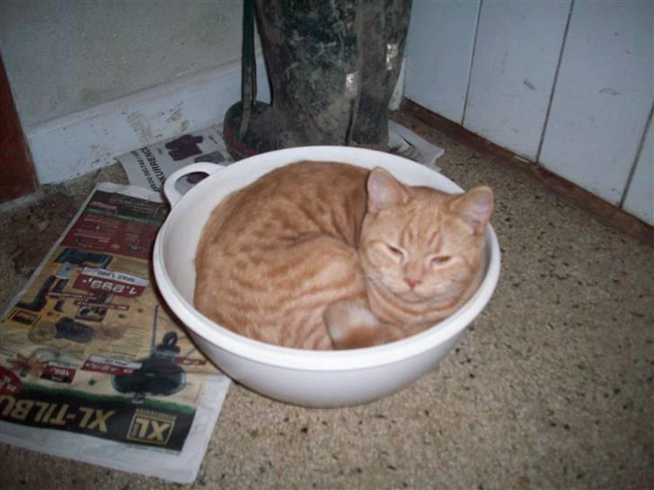 British Shorthair Elliot billede 8