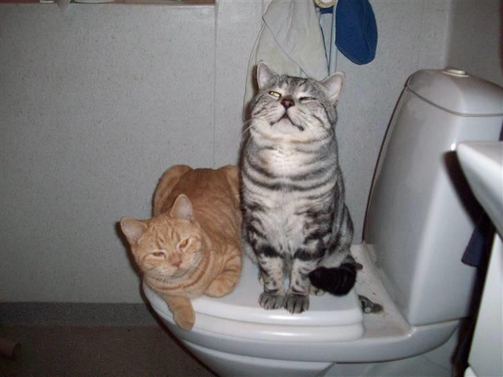 British Shorthair Elliot billede 9