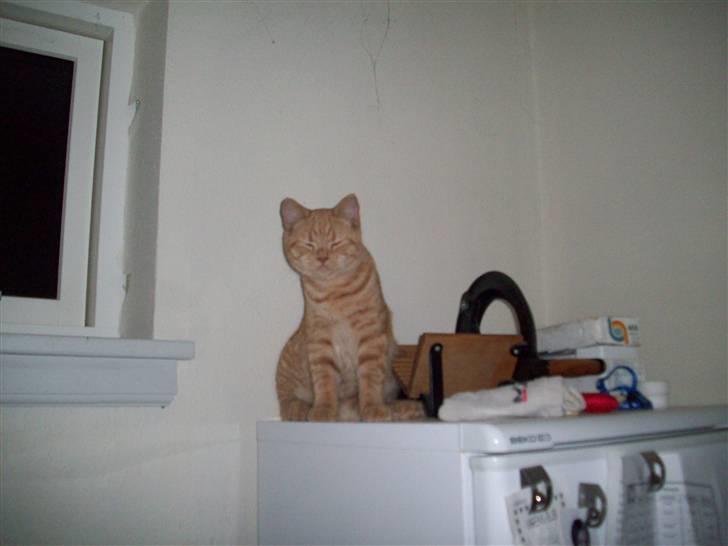 British Shorthair Elliot billede 10