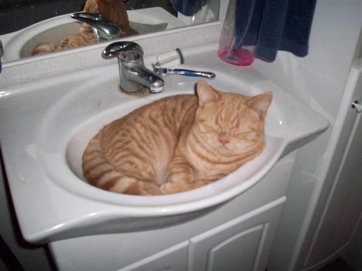 British Shorthair Elliot billede 11