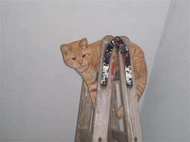 British Shorthair Elliot billede 12