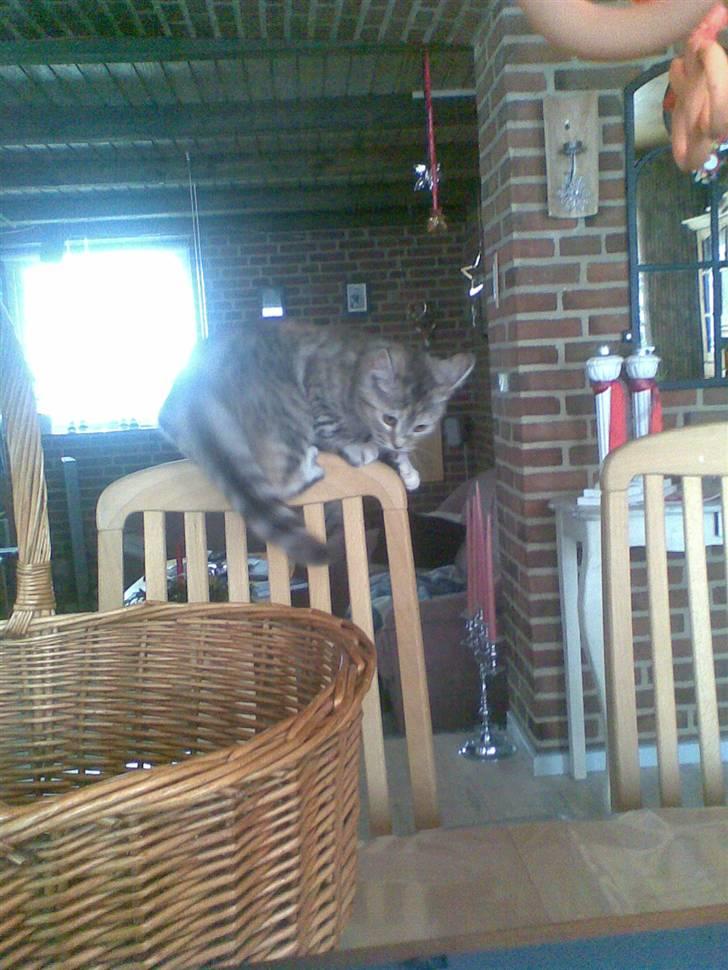 Huskat Speedy R.i.p billede 3
