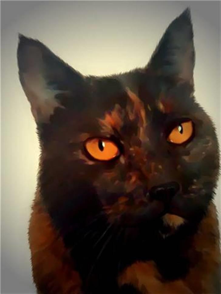 Blanding af racer Djaxa billede 16