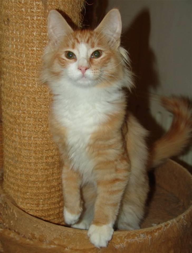 Norsk Skovkat Samvis Gammegod billede 1