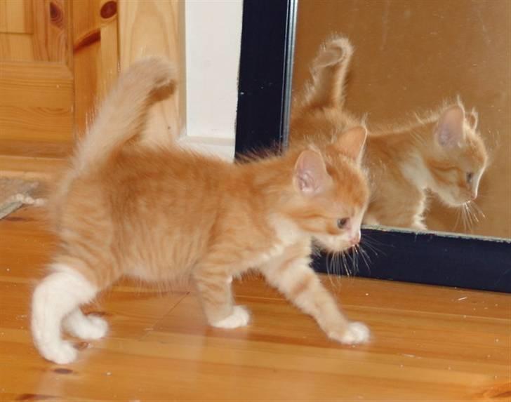 Norsk Skovkat Samvis Gammegod billede 2