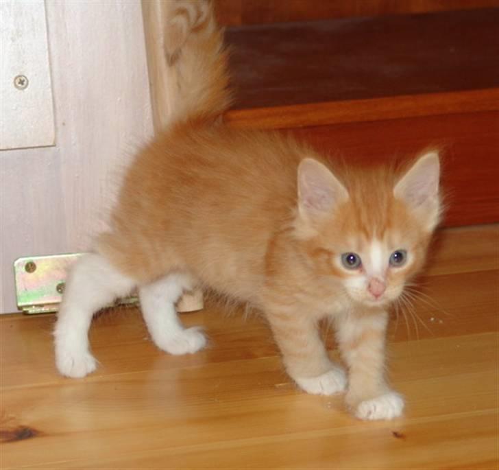 Norsk Skovkat Samvis Gammegod billede 3