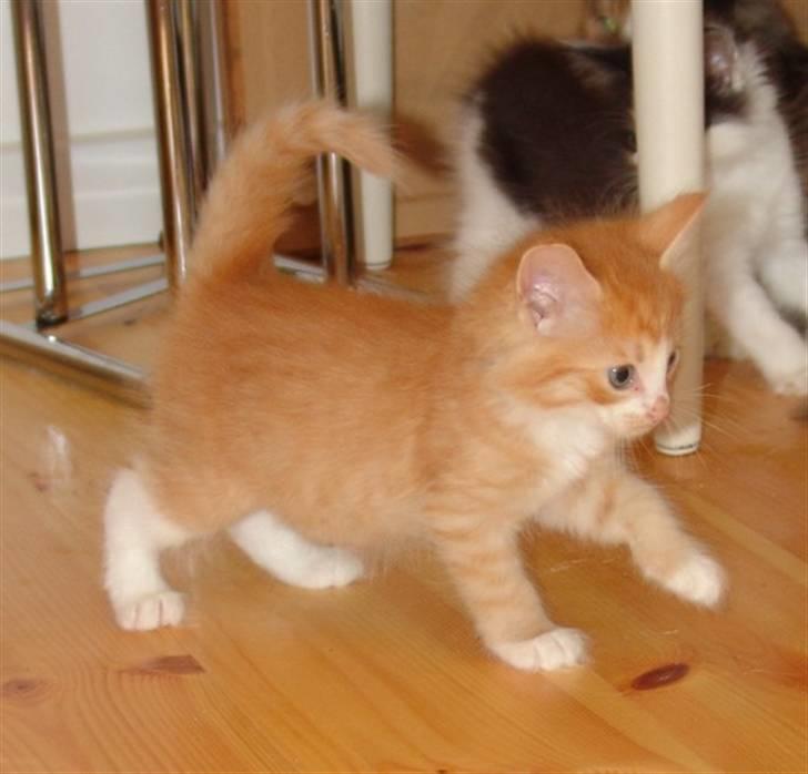 Norsk Skovkat Samvis Gammegod billede 4