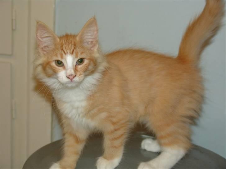 Norsk Skovkat Samvis Gammegod billede 6