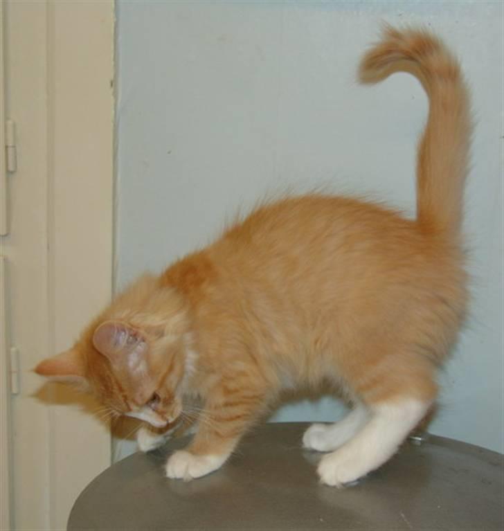 Norsk Skovkat Samvis Gammegod billede 7