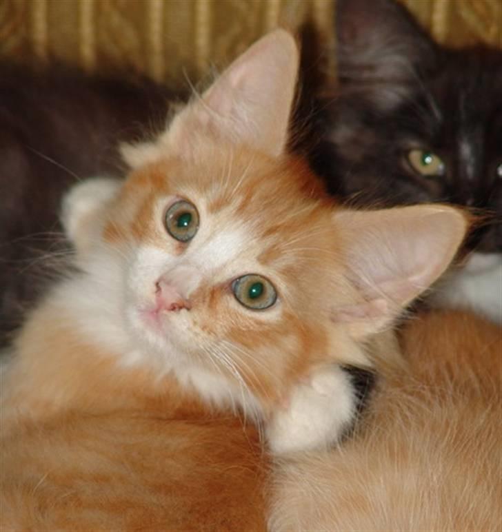 Norsk Skovkat Samvis Gammegod billede 8