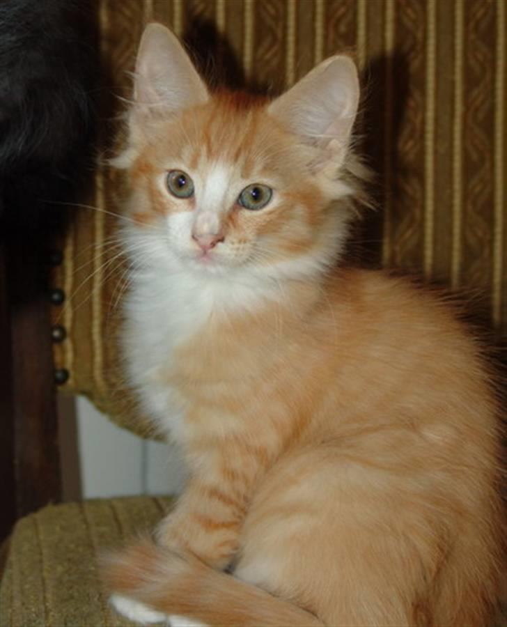 Norsk Skovkat Samvis Gammegod billede 9