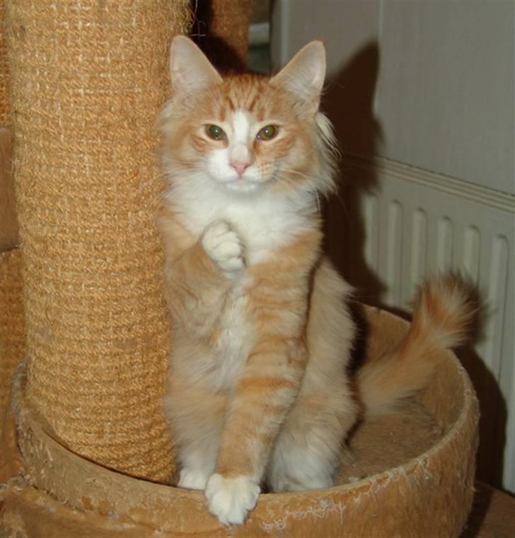 Norsk Skovkat Samvis Gammegod billede 10