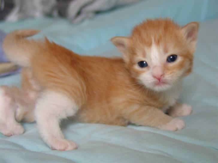 Norsk Skovkat Samvis Gammegod billede 11