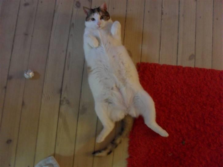 Huskat Sasha Dupont billede 4