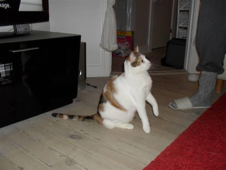 Huskat Sasha Dupont billede 5