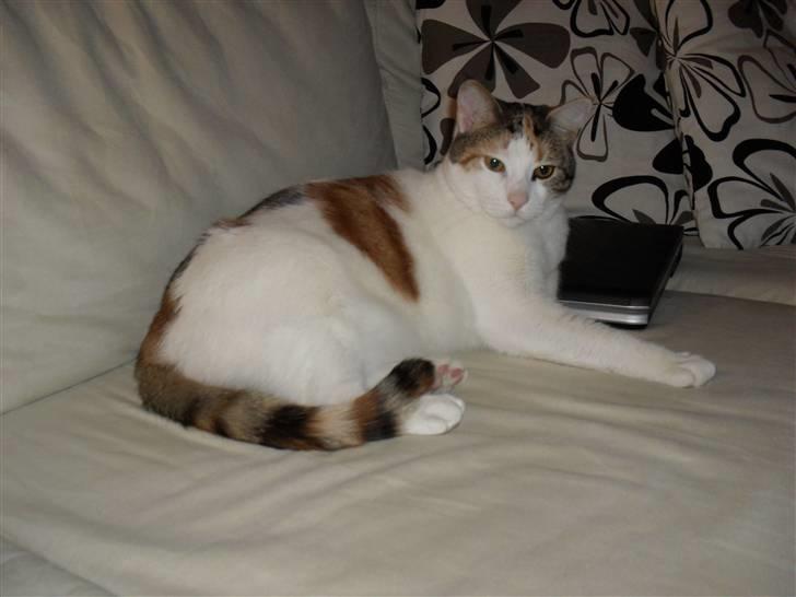 Huskat Sasha Dupont billede 7