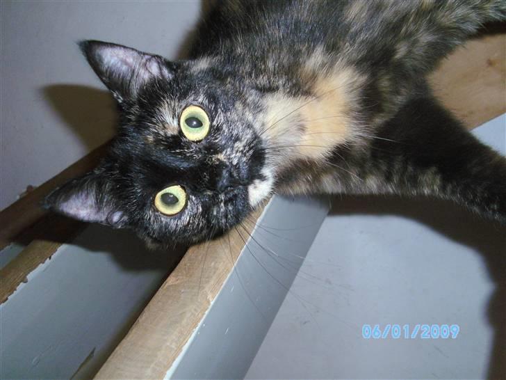 Blanding af racer Tarzan (Luna) <3 :* billede 1