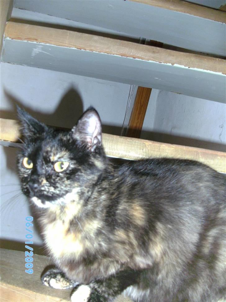 Blanding af racer Tarzan (Luna) <3 :* billede 2