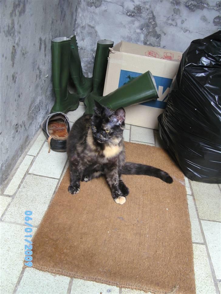 Blanding af racer Tarzan (Luna) <3 :* billede 3