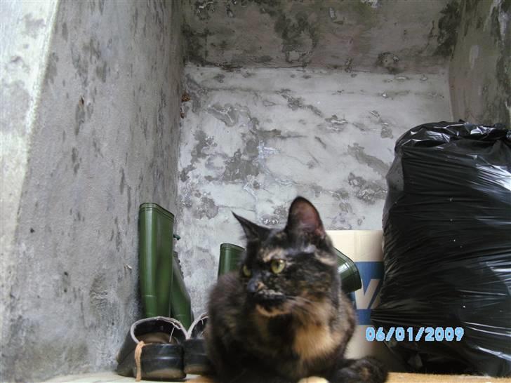 Blanding af racer Tarzan (Luna) <3 :* billede 4