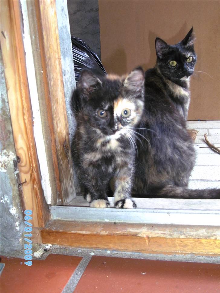 Blanding af racer Tarzan (Luna) <3 :* billede 5