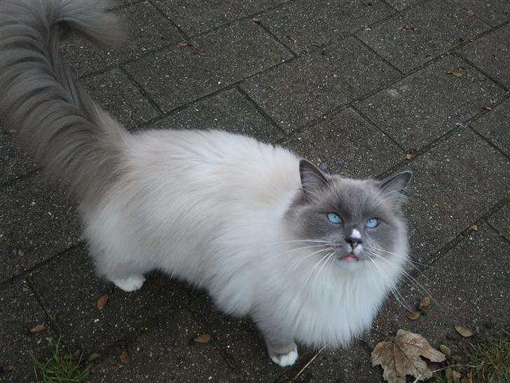Ragdoll Uld-Bob billede 3