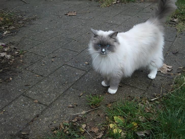 Ragdoll Uld-Bob billede 4