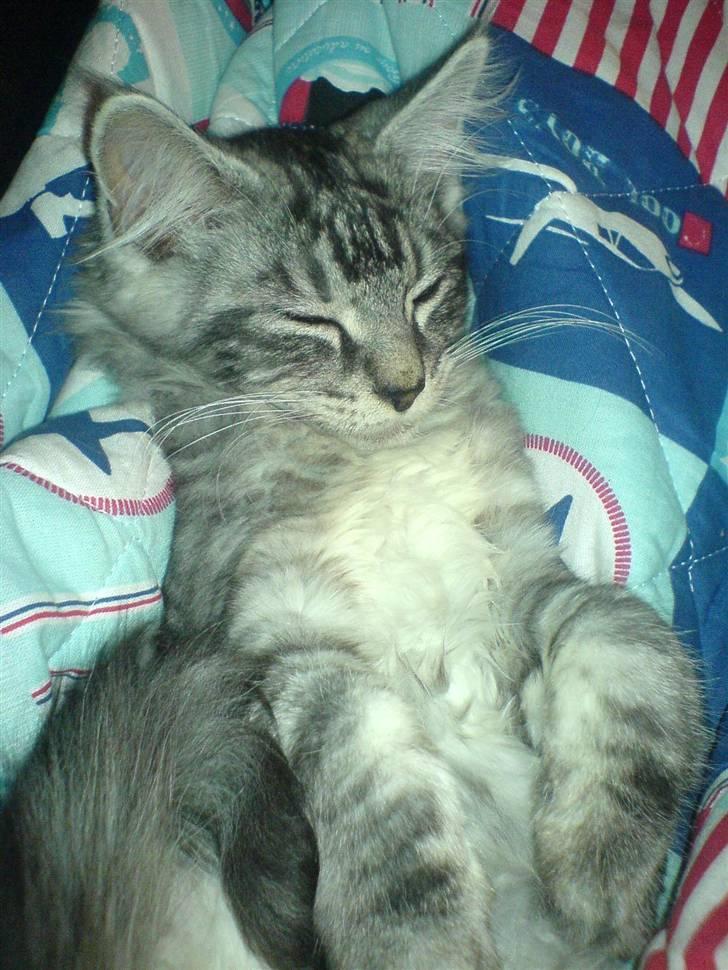 Blanding af racer Bamse R.I.P. billede 11