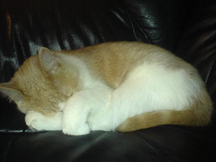 Blanding af racer Mathilde R.I.P. billede 15