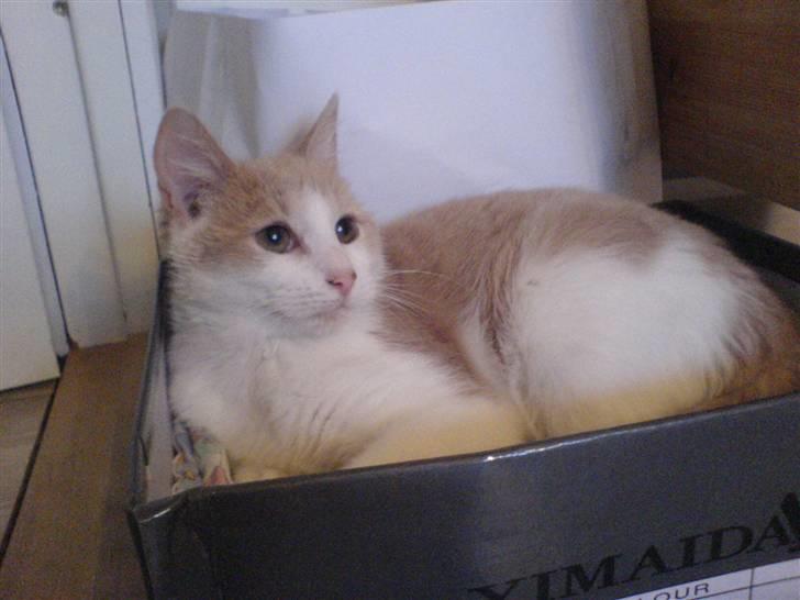 Blanding af racer Mathilde R.I.P. billede 16