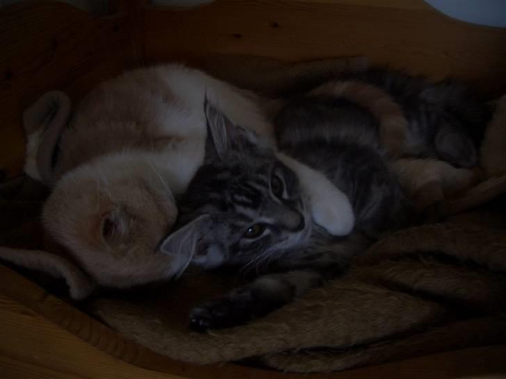 Blanding af racer Bamse R.I.P. billede 12