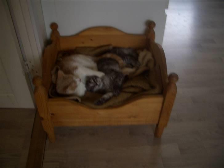 Blanding af racer Bamse R.I.P. billede 13