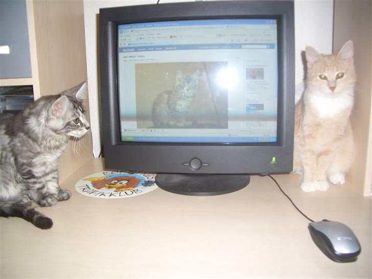 Blanding af racer Bamse R.I.P. billede 14