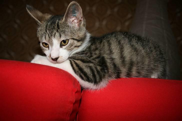 Huskat Harlekin - Harlekin der rigtig ligger og chiller den <3 billede 1